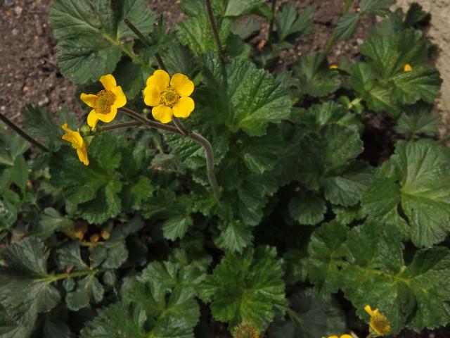 Kuklík (Geum magellanicum Comm. ex Pers.)