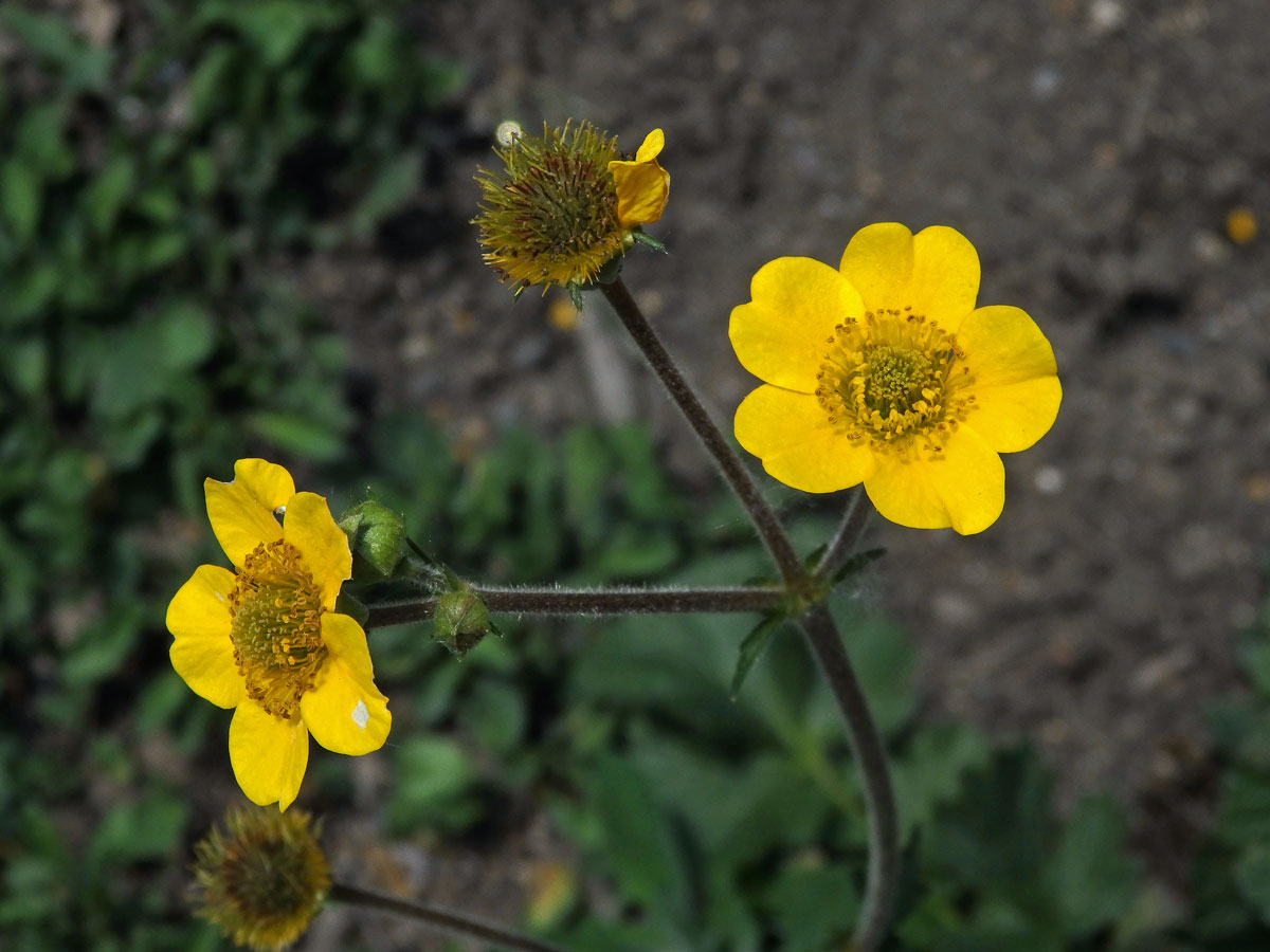 Kuklík (Geum magellanicum Comm. ex Pers.)