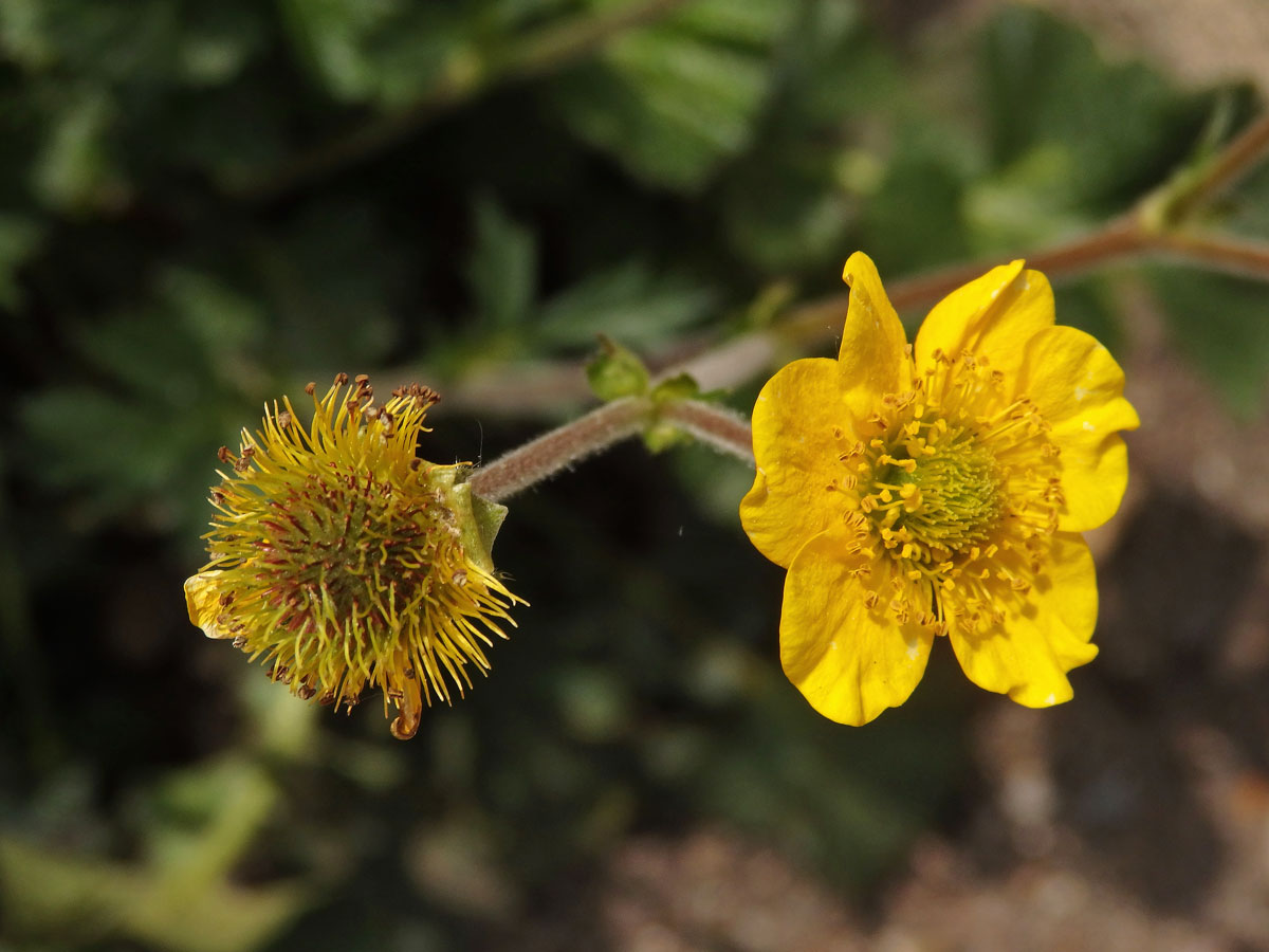 Kuklík (Geum magellanicum Comm. ex Pers.)