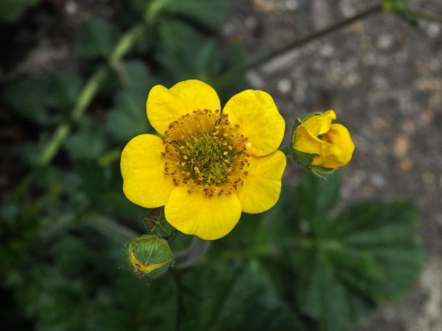 Kuklík (Geum magellanicum Comm. ex Pers.)