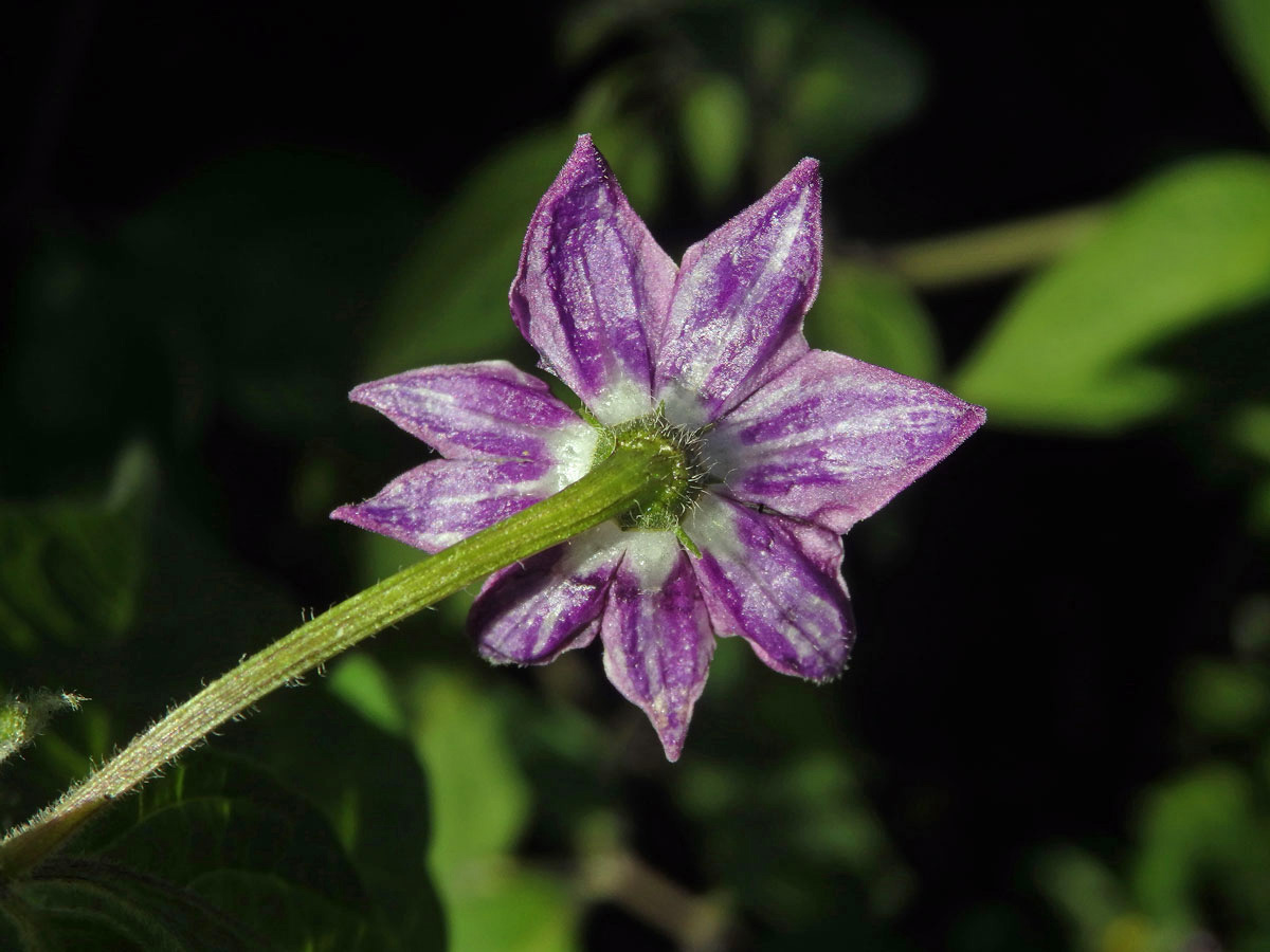 Paprika (Capsicum L.), osmičetný květ