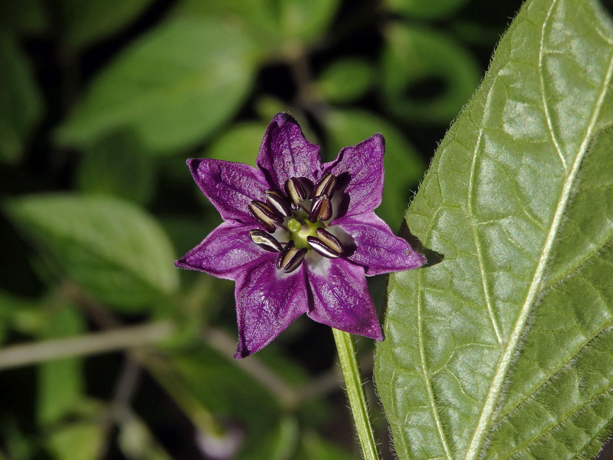 Paprika (Capsicum L.), sedmičetný květ