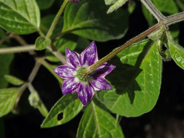 Paprika (Capsicum L.), sedmičetný květ