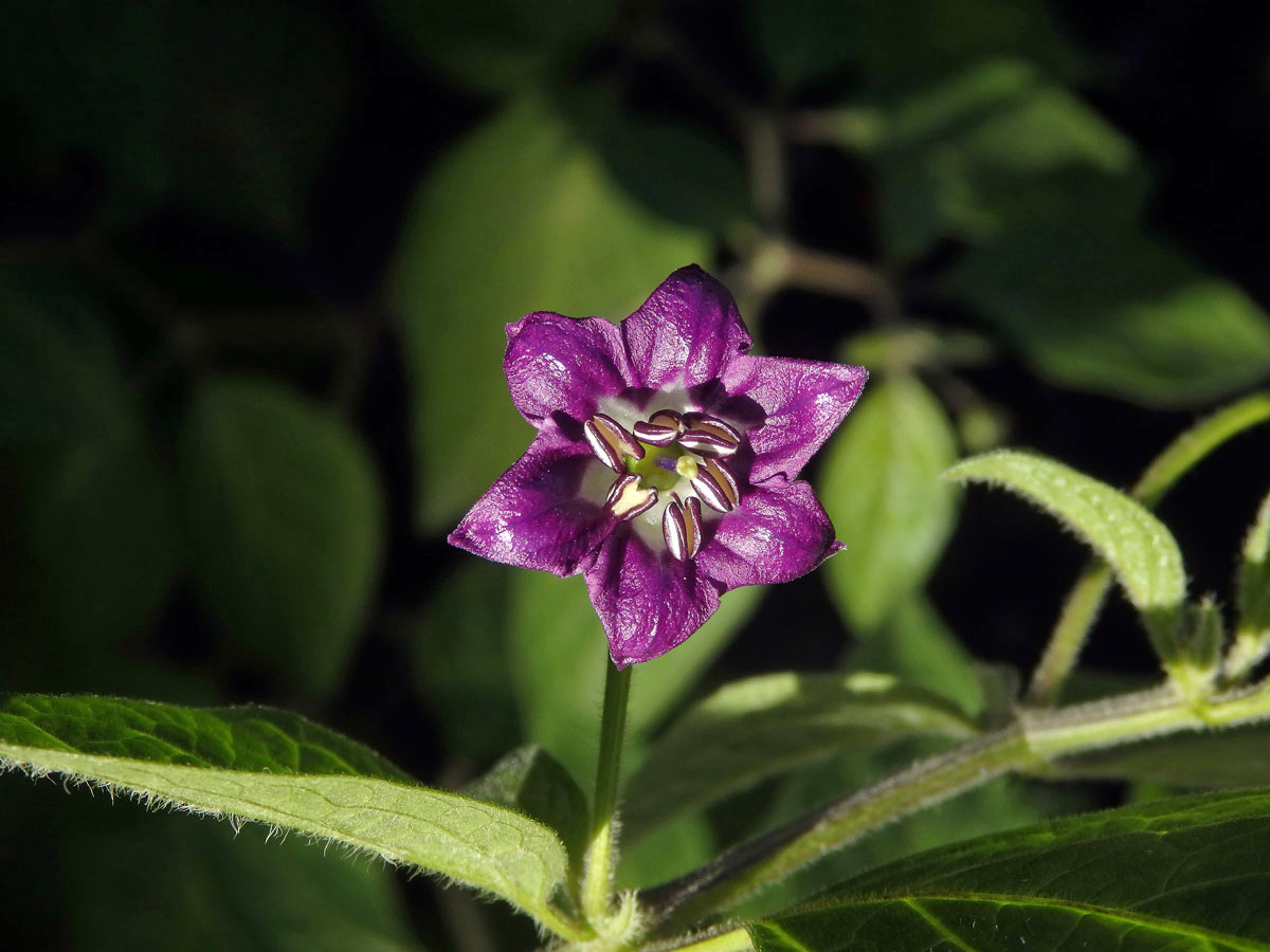 Paprika (Capsicum L.), šestičetný květ