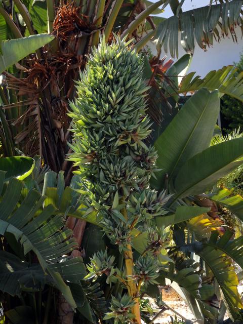 Agave obecná (Agave americana L.), proliferace květenství (4a)