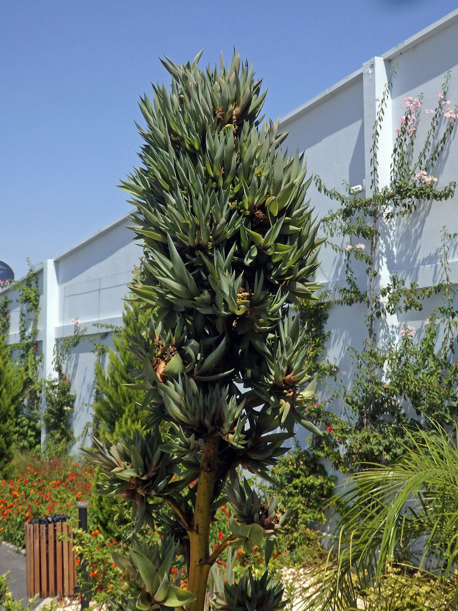 Agave obecná (Agave americana L.), proliferace květenství (4b)