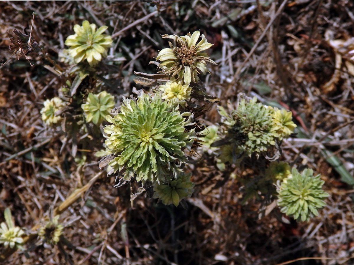 Chrpa sikavice (Centaurea calcitrapa L.), proliferace květů