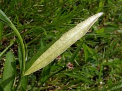 Chrpa luční (Centaurea jacea L.) - panašovaná rostlina (1b)