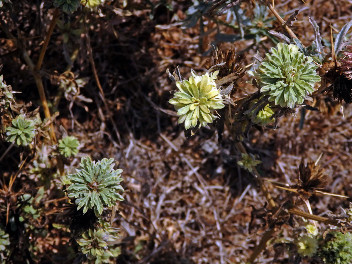 Chrpa sikavice (Centaurea calcitrapa L.), proliferace květů