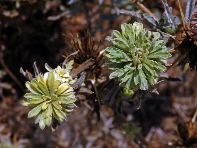 Chrpa sikavice (Centaurea calcitrapa L.), proliferace květů