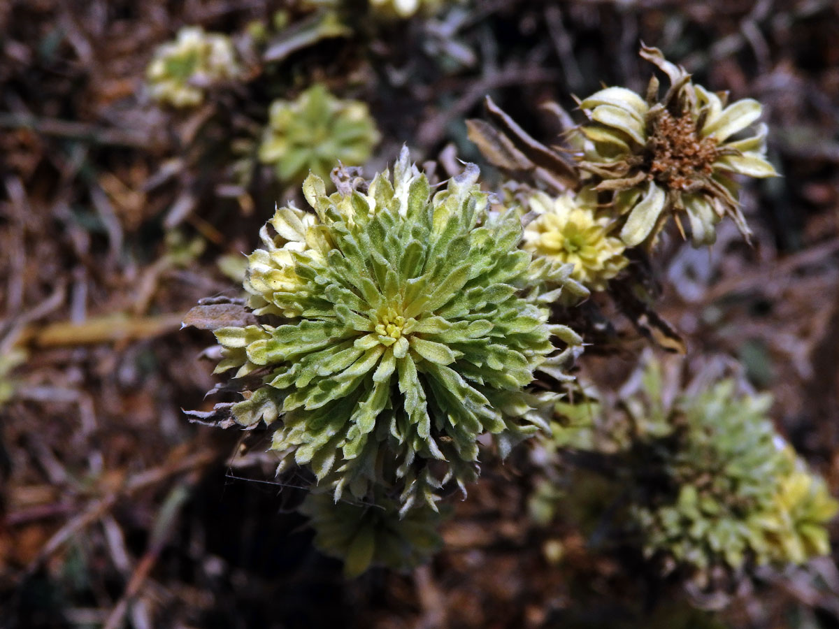 Chrpa sikavice (Centaurea calcitrapa L.), proliferace květů