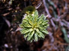 Chrpa sikavice (Centaurea calcitrapa L.), proliferace květů