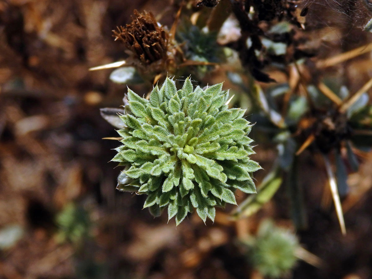 Chrpa sikavice (Centaurea calcitrapa L.), proliferace květů