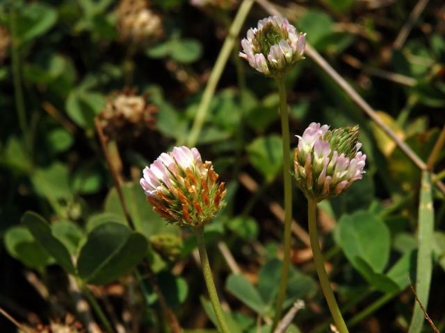 Jetel jahodnatý (Trifolium fragiferum L.)