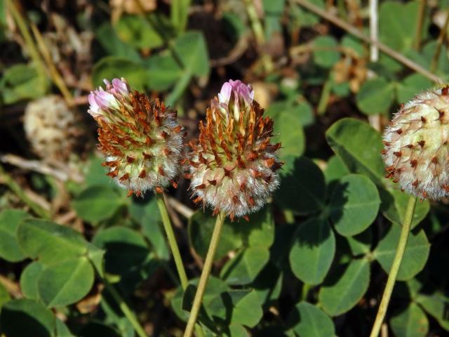 Jetel jahodnatý (Trifolium fragiferum L.)