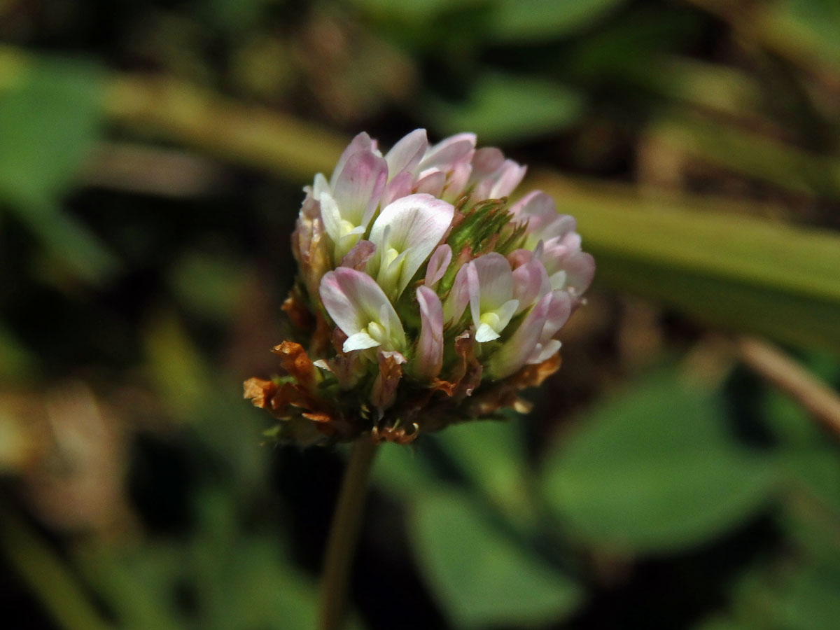 Jetel jahodnatý (Trifolium fragiferum L.)