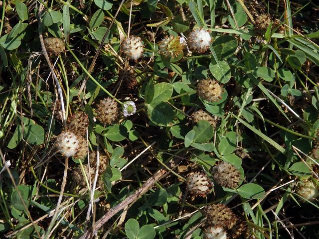 Jetel jahodnatý (Trifolium fragiferum L.)