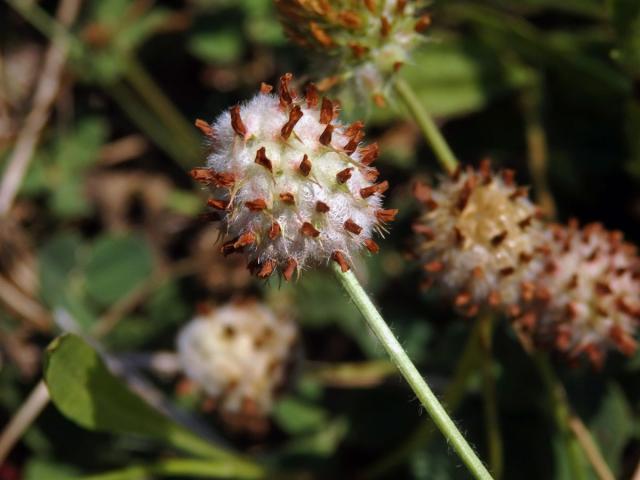 Jetel jahodnatý (Trifolium fragiferum L.)