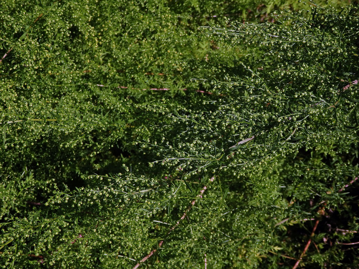 Pelyněk roční (Artemisia annua L.)