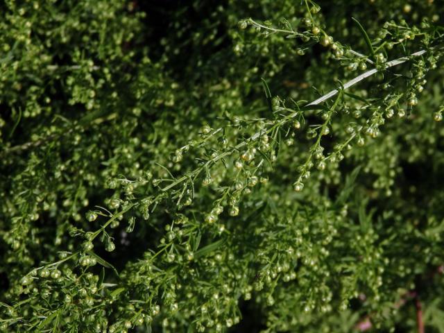 Pelyněk roční (Artemisia annua L.)