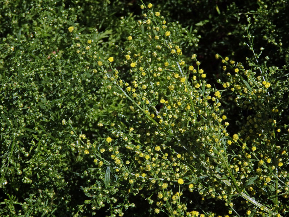 Pelyněk roční (Artemisia annua L.)