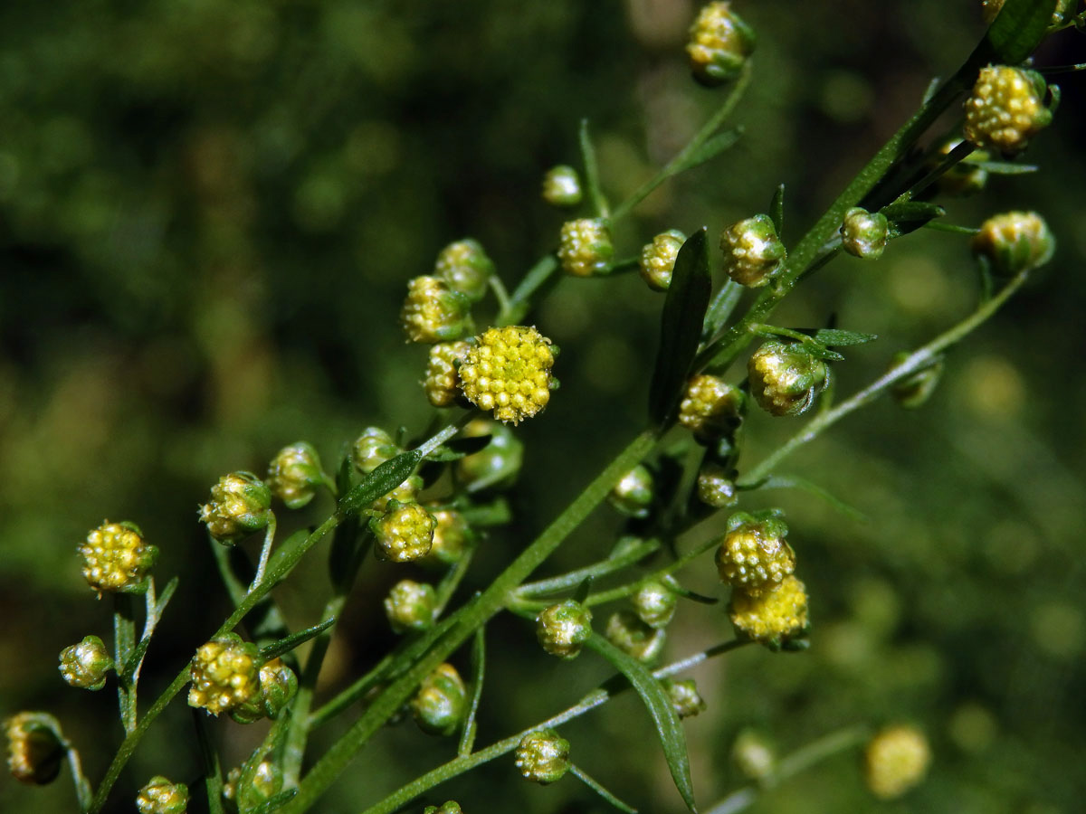 Pelyněk roční (Artemisia annua L.)