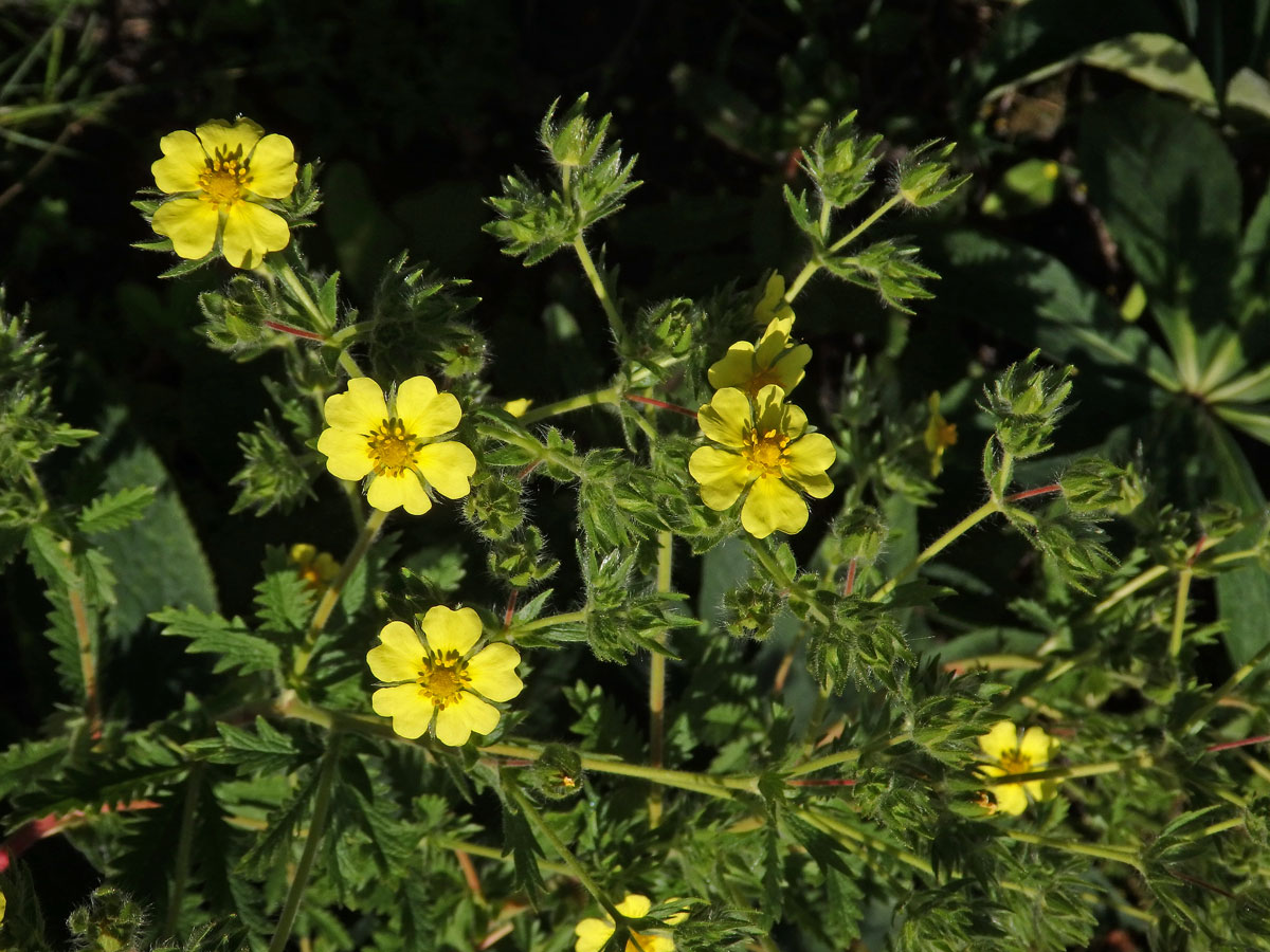 Mochna (Potentilla rupestris L.)