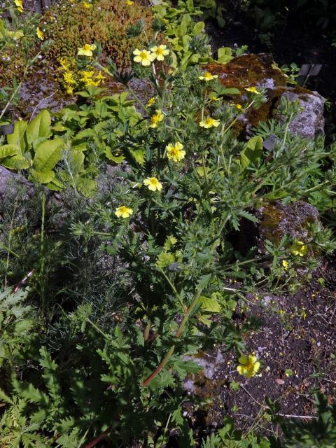 Mochna (Potentilla rupestris L.)