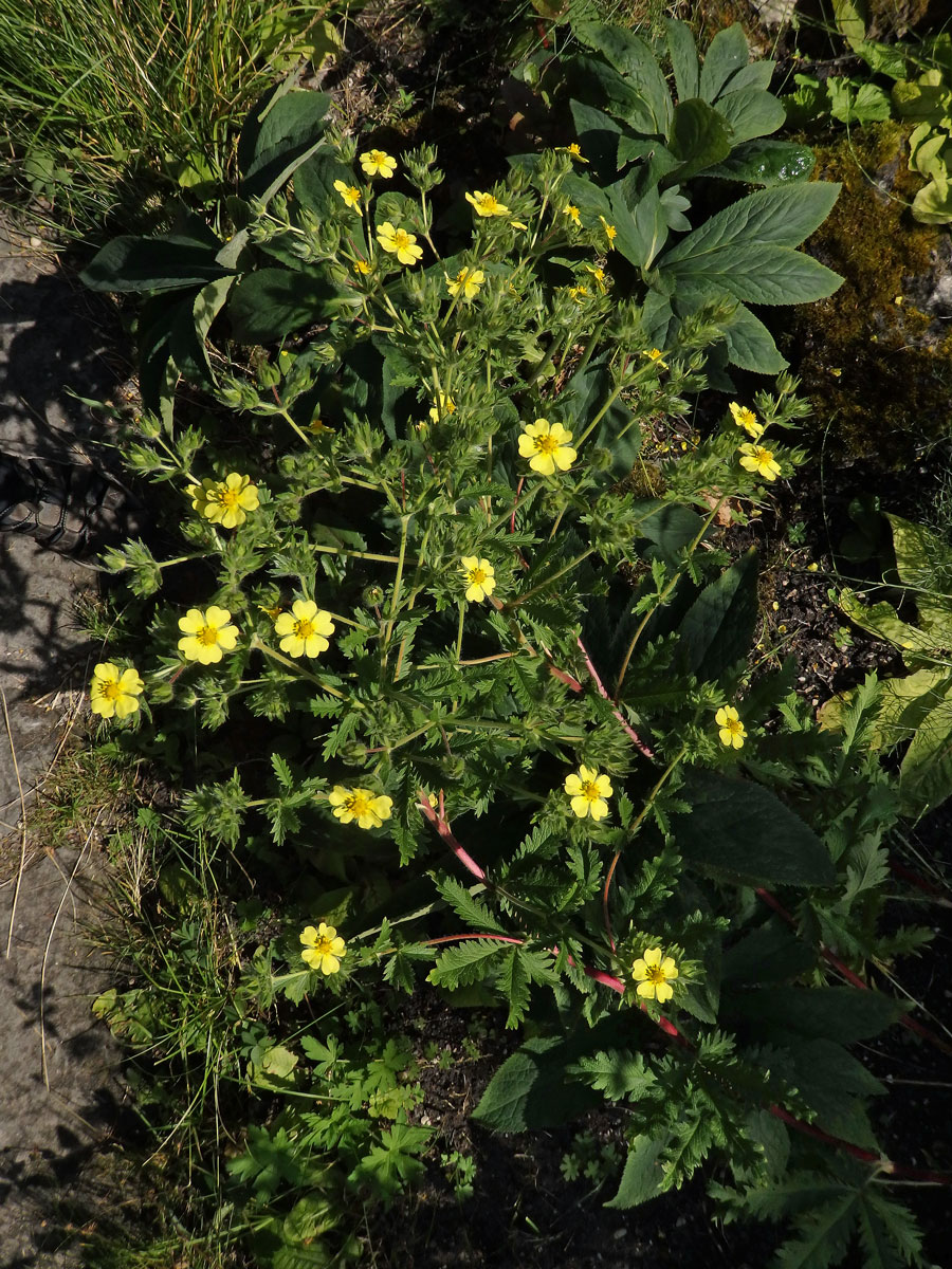 Mochna (Potentilla rupestris L.)