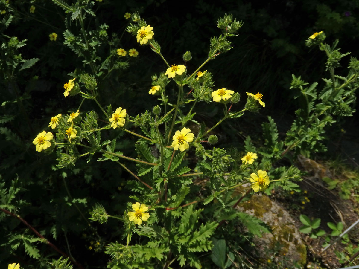 Mochna (Potentilla rupestris L.)