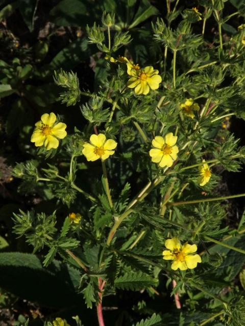 Mochna (Potentilla rupestris L.)