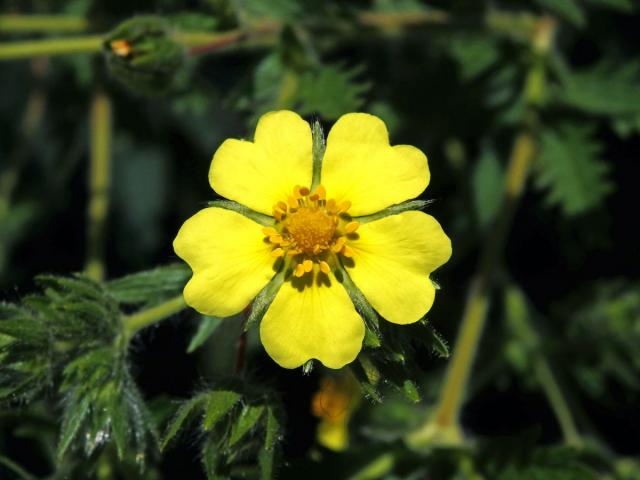 Mochna (Potentilla rupestris L.)