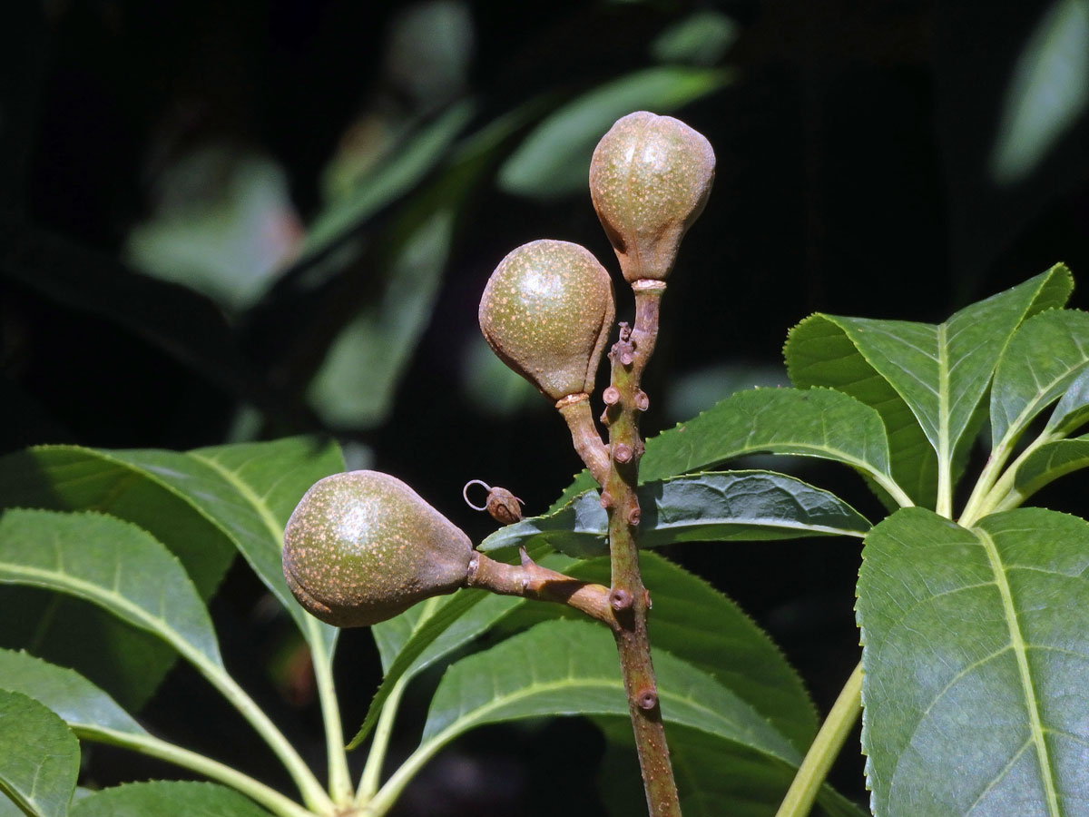 Jírovec japonský (Aesculus turbinata Blume)