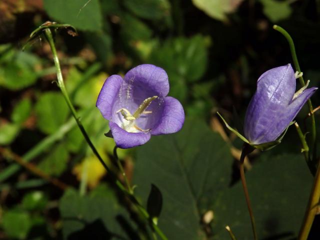 Zvonek broskvolistý (Campanula persicifolia L.), čtyřčený květ