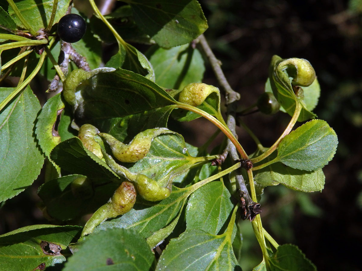 Hálky polokřídlého hmyzu Trichochermes walkeri na řešetláku počistivém (Rhamnus cathartica L.)