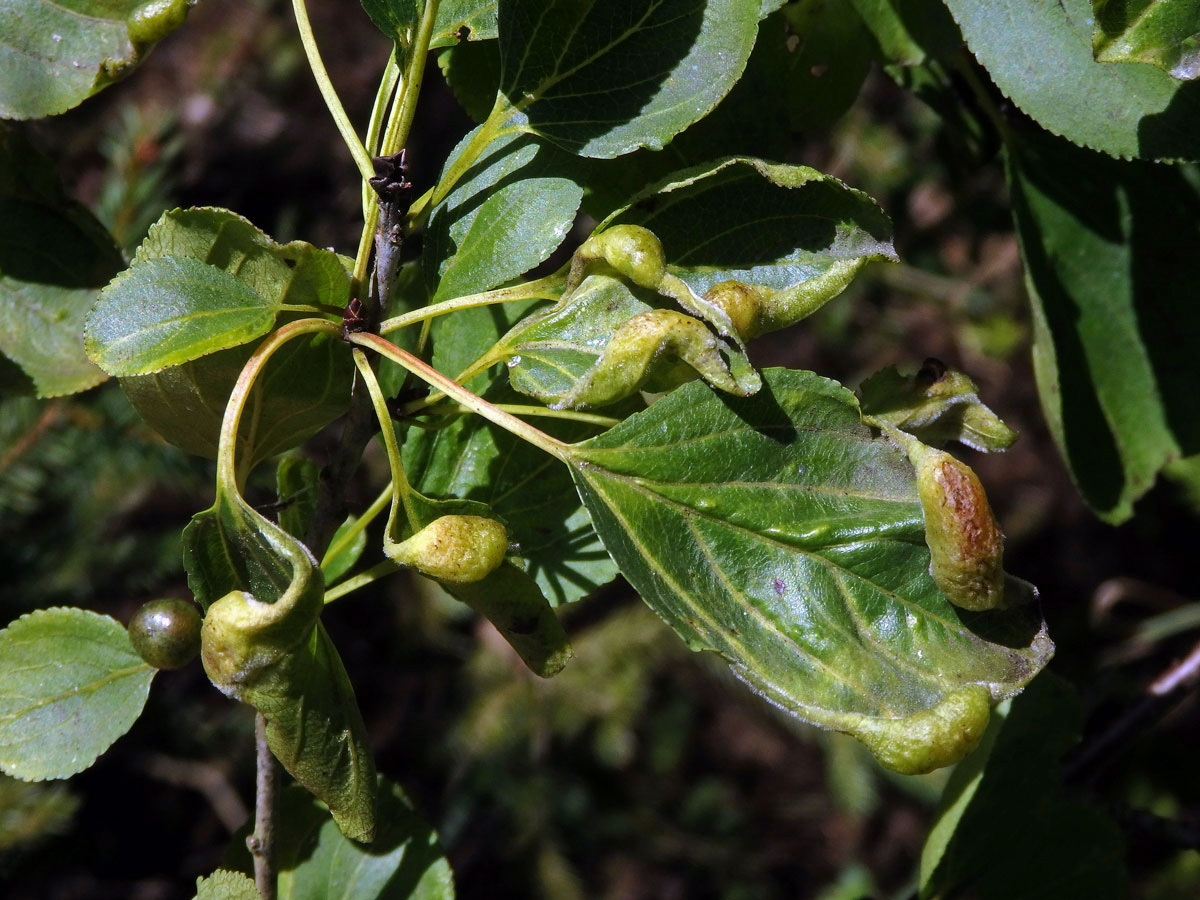 Hálky polokřídlého hmyzu Trichochermes walkeri na řešetláku počistivém (Rhamnus cathartica L.)