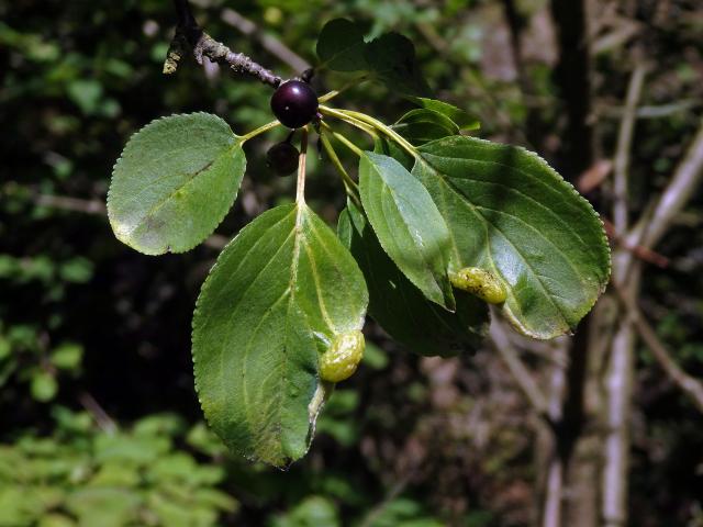 Hálky polokřídlého hmyzu Trichochermes walkeri na řešetláku počistivém (Rhamnus cathartica L.)