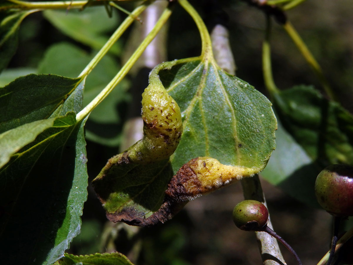 Hálky polokřídlého hmyzu Trichochermes walkeri na řešetláku počistivém (Rhamnus cathartica L.)