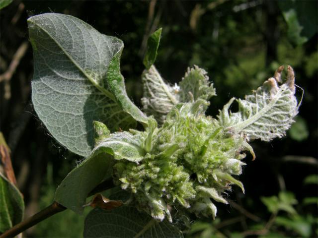 Hálky vlnovníka jívového (Eriophyes (Stenacis) triradiatus); vrba jíva