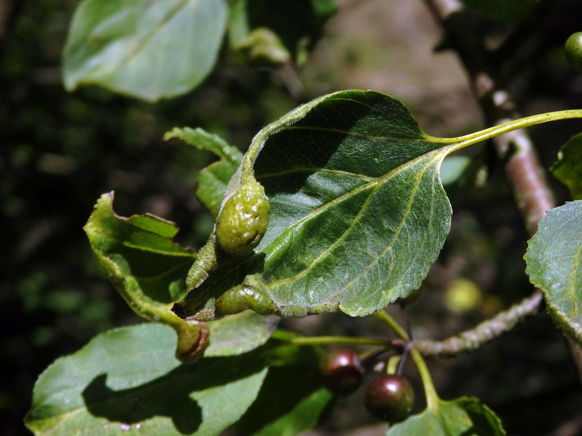 Hálky polokřídlého hmyzu Trichochermes walkeri na řešetláku počistivém (Rhamnus cathartica L.)