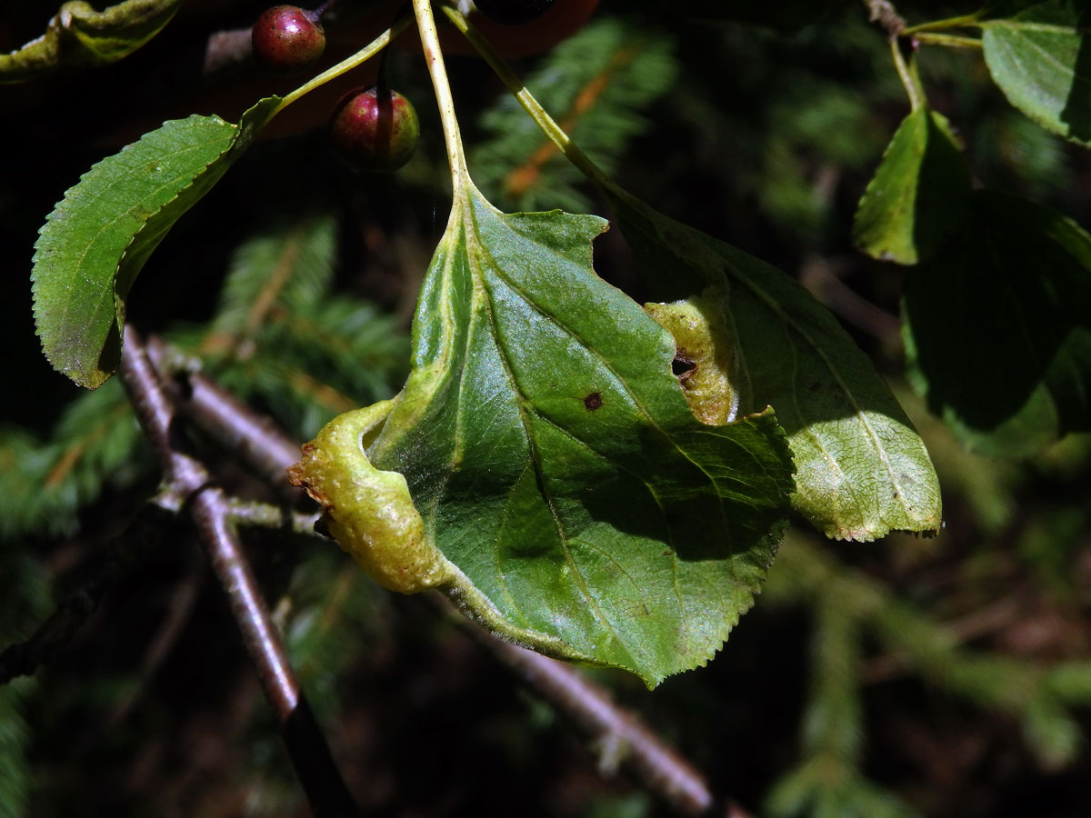 Hálky polokřídlého hmyzu Trichochermes walkeri na řešetláku počistivém (Rhamnus cathartica L.)