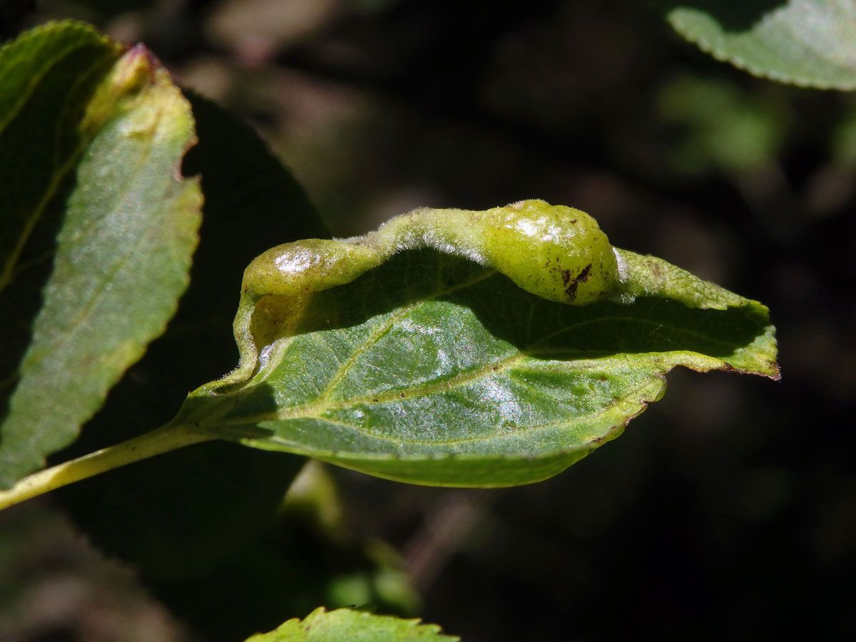 Hálky polokřídlého hmyzu Trichochermes walkeri na řešetláku počistivém (Rhamnus cathartica L.)