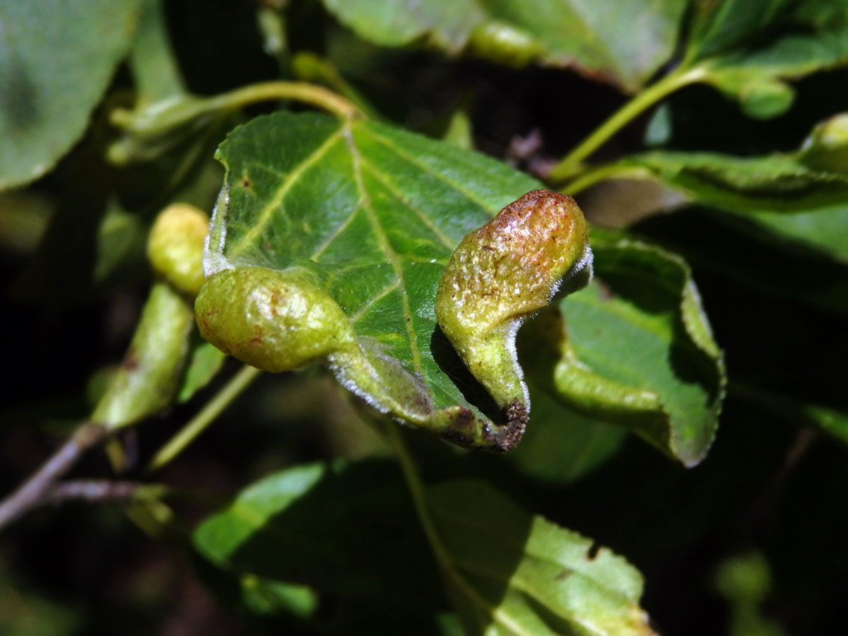 Hálky polokřídlého hmyzu Trichochermes walkeri na řešetláku počistivém (Rhamnus cathartica L.)