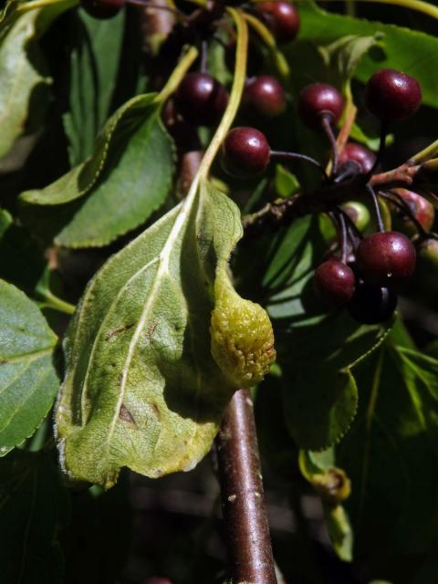 Hálky polokřídlého hmyzu Trichochermes walkeri na řešetláku počistivém (Rhamnus cathartica L.)