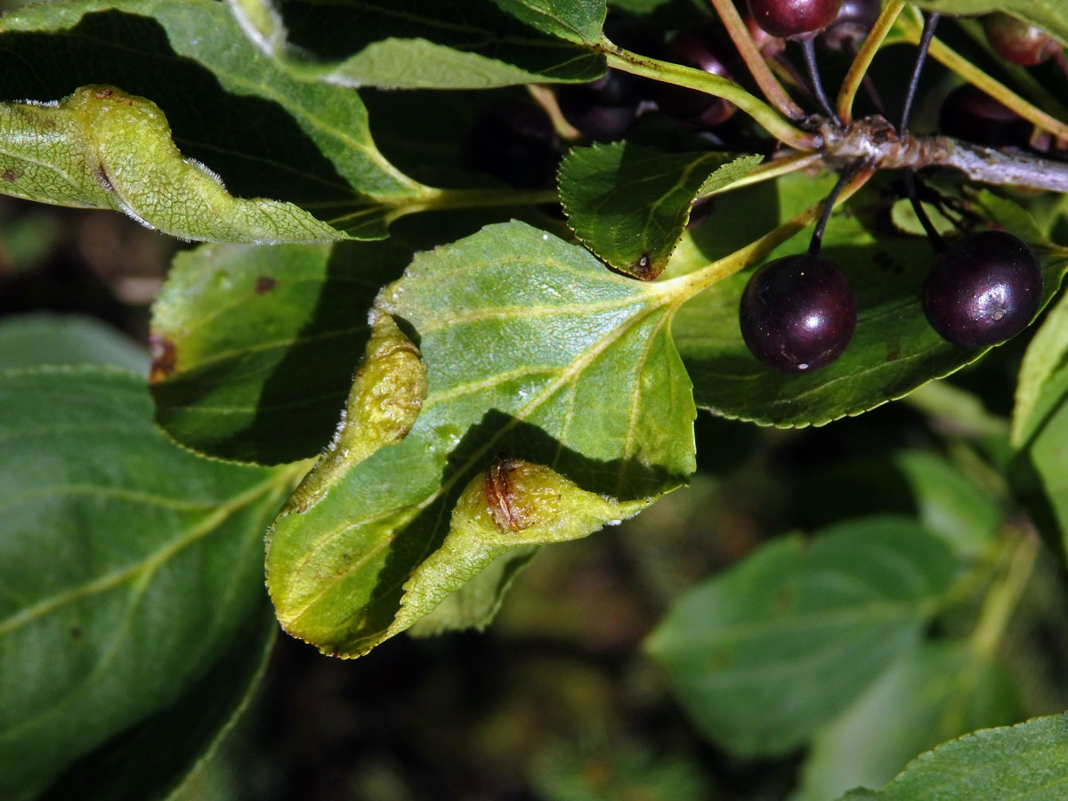 Hálky polokřídlého hmyzu Trichochermes walkeri na řešetláku počistivém (Rhamnus cathartica L.)