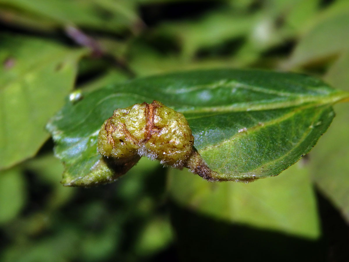 Hálky polokřídlého hmyzu Trichochermes walkeri na řešetláku počistivém (Rhamnus cathartica L.)