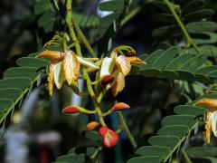 Tamarind indický (Tamarindus indica L.)