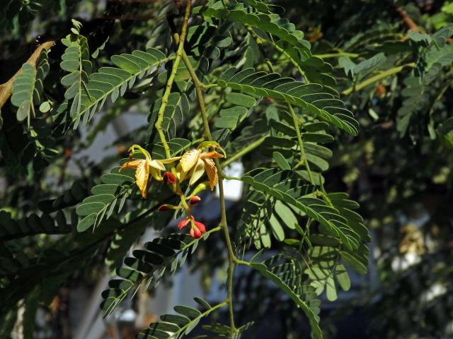 Tamarind indický (Tamarindus indica L.)