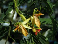 Tamarind indický (Tamarindus indica L.)