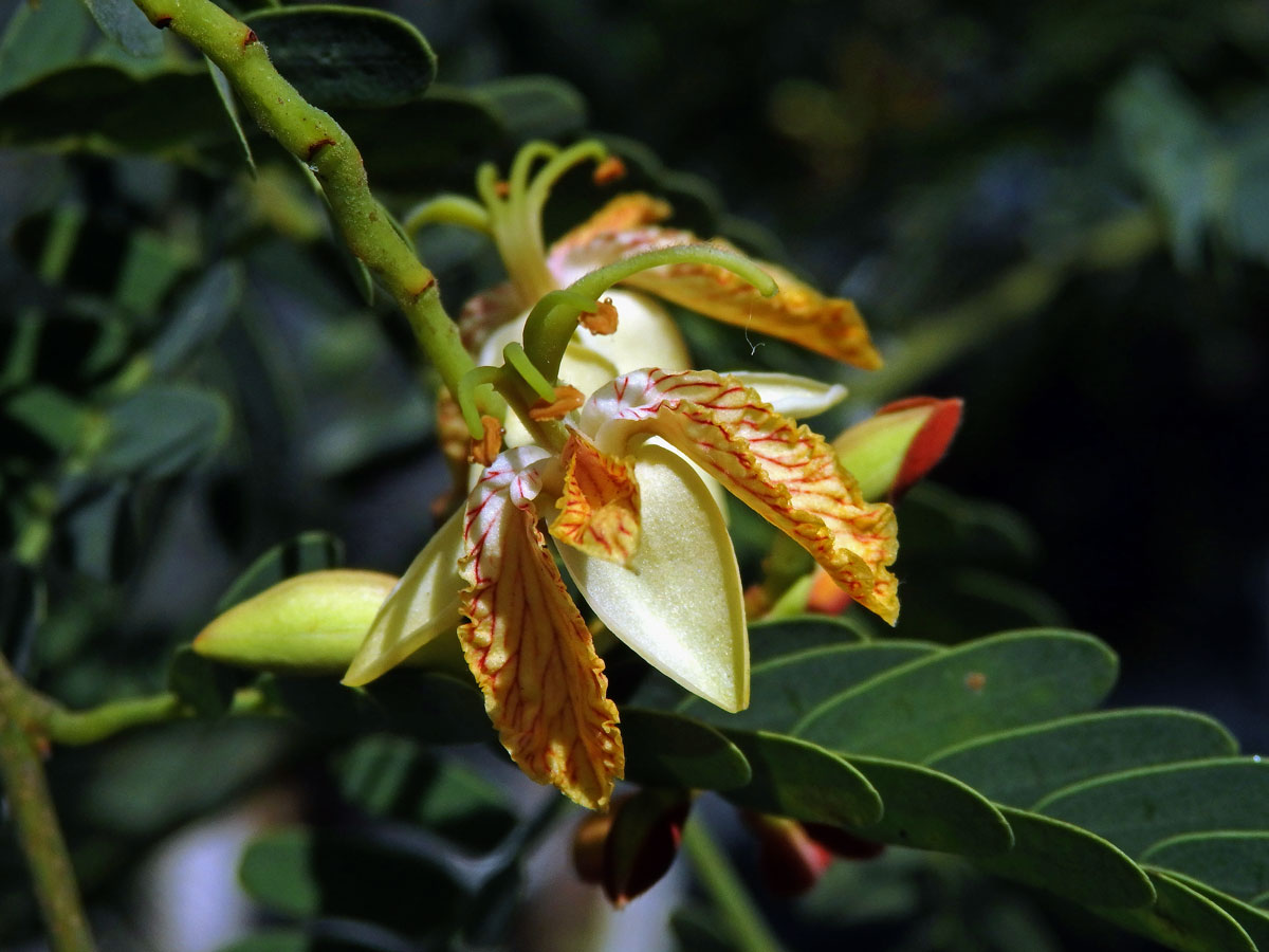 Tamarind indický (Tamarindus indica L.)